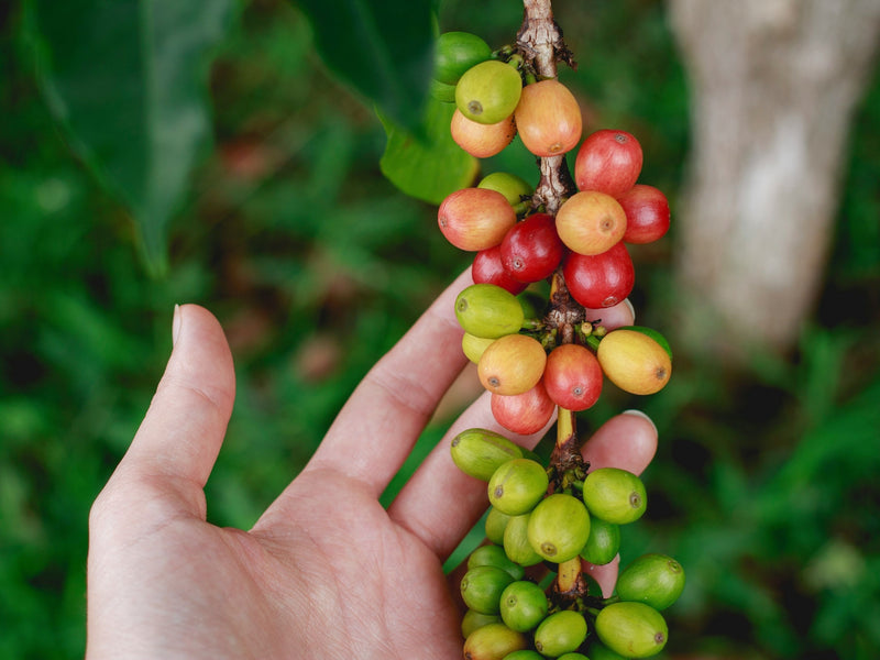 Coffee farm landscape